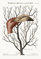 De snavel van de flamingo in zijn volledige afmetingen